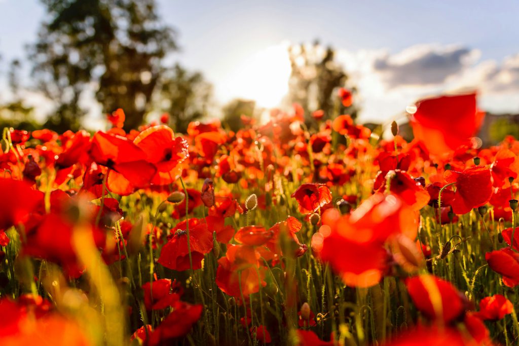 red orange poppy field